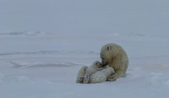 Polar Bear Love