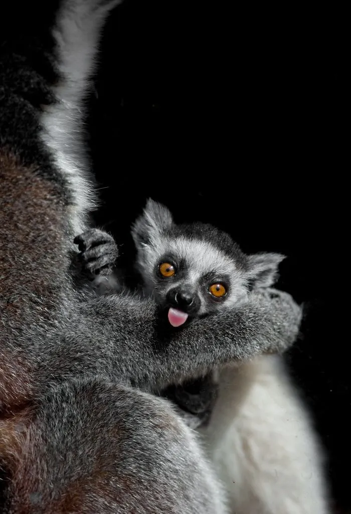Here Are My 20 Photos That Show How Precious Animals Are