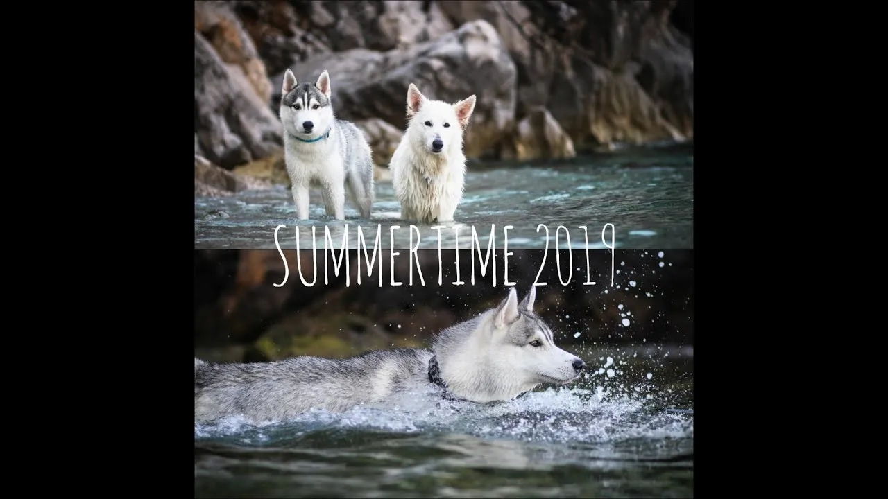 Summertime With Siberian Husky And White Shepherd