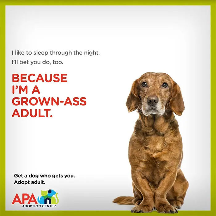 Animal Adoption Center Encourages People To Adopt Adult Pets With 16 Hilarious Posters
