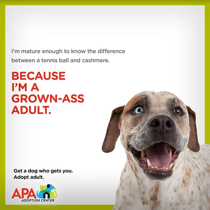 Animal Adoption Center Encourages People To Adopt Adult Pets With 16 Hilarious Posters