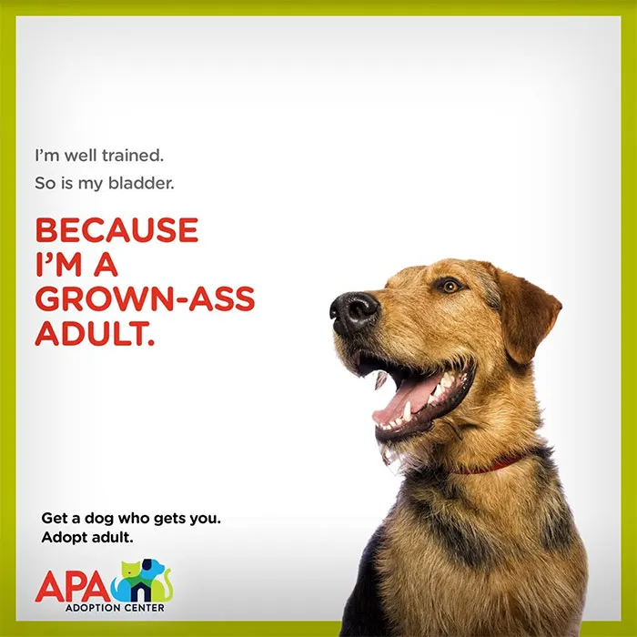 Animal Adoption Center Encourages People To Adopt Adult Pets With 16 Hilarious Posters