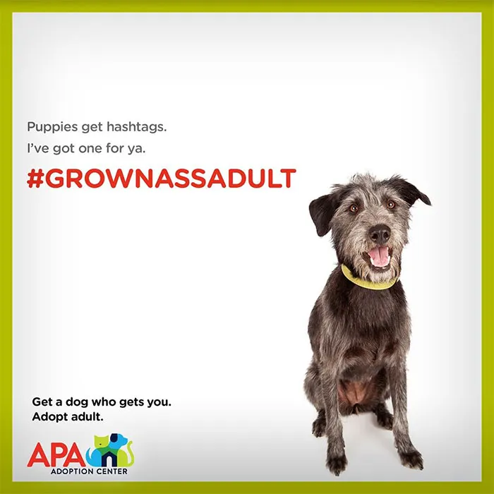 Animal Adoption Center Encourages People To Adopt Adult Pets With 16 Hilarious Posters