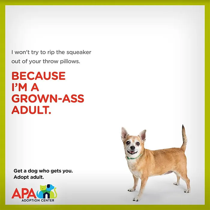 Animal Adoption Center Encourages People To Adopt Adult Pets With 16 Hilarious Posters
