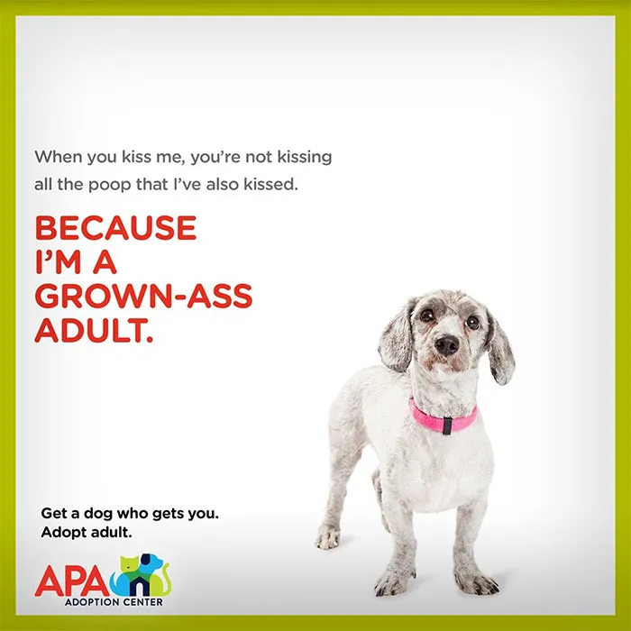 Animal Adoption Center Encourages People To Adopt Adult Pets With 16 Hilarious Posters