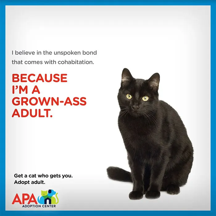 Animal Adoption Center Encourages People To Adopt Adult Pets With 16 Hilarious Posters