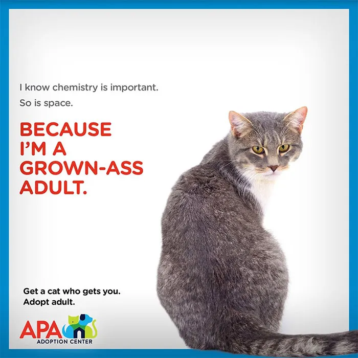 Animal Adoption Center Encourages People To Adopt Adult Pets With 16 Hilarious Posters