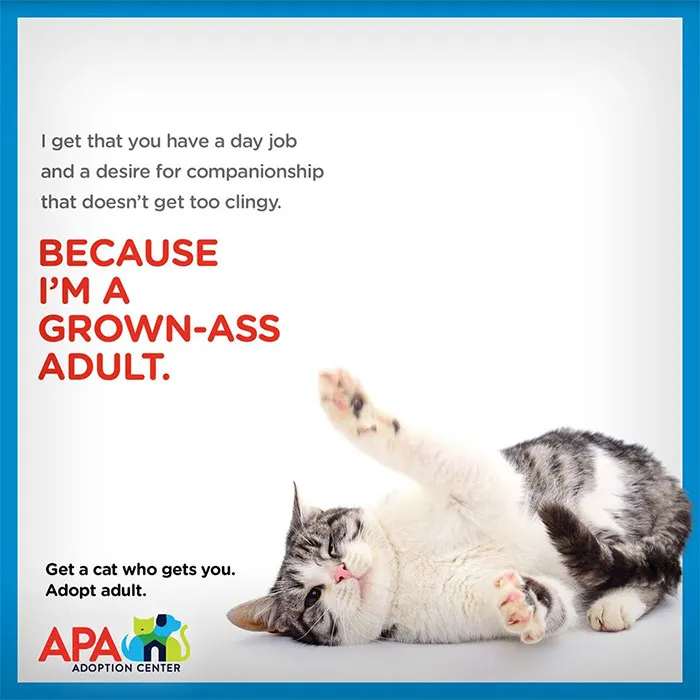 Animal Adoption Center Encourages People To Adopt Adult Pets With 16 Hilarious Posters