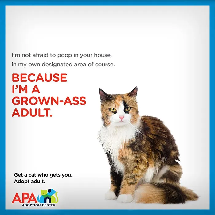 Animal Adoption Center Encourages People To Adopt Adult Pets With 16 Hilarious Posters
