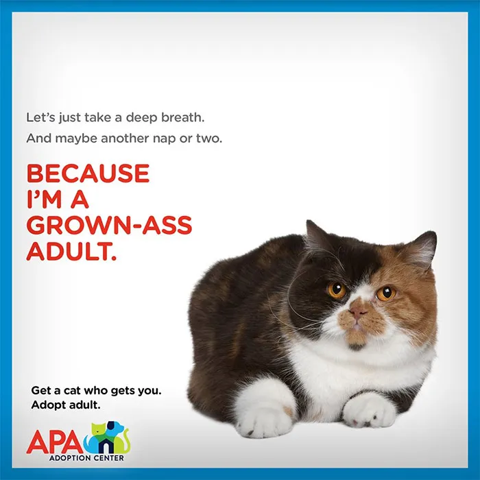 Animal Adoption Center Encourages People To Adopt Adult Pets With 16 Hilarious Posters