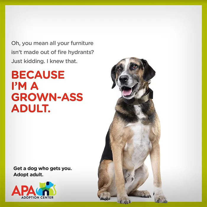 Animal Adoption Center Encourages People To Adopt Adult Pets With 16 Hilarious Posters