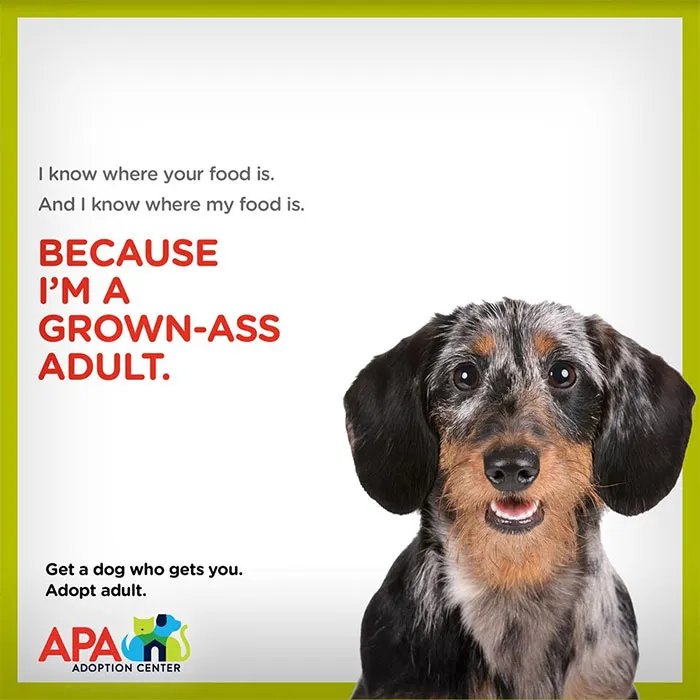 Animal Adoption Center Encourages People To Adopt Adult Pets With 16 Hilarious Posters