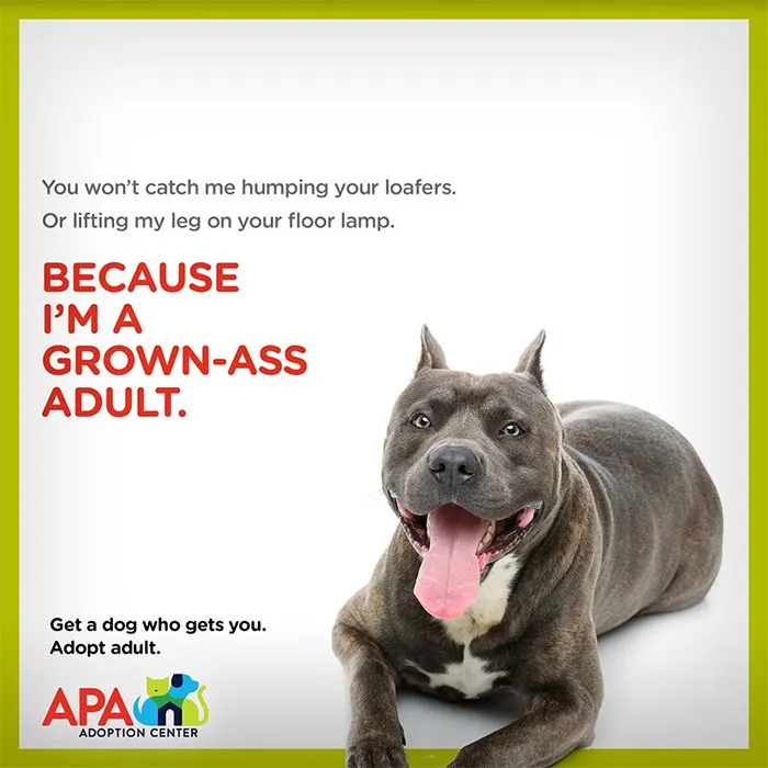 Animal Adoption Center Encourages People To Adopt Adult Pets With 16 Hilarious Posters