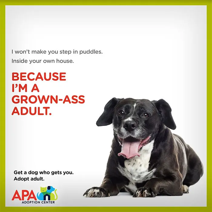 Animal Adoption Center Encourages People To Adopt Adult Pets With 16 Hilarious Posters
