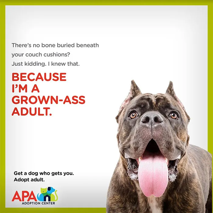 Animal Adoption Center Encourages People To Adopt Adult Pets With 16 Hilarious Posters