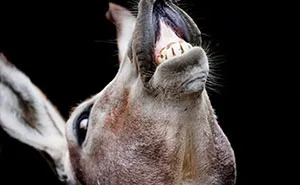 Here Are My 20 Photos That Show How Precious Animals Are