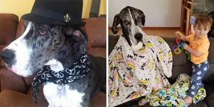 This Dapper Gent Went From Refined Af To Resigned To His Fate