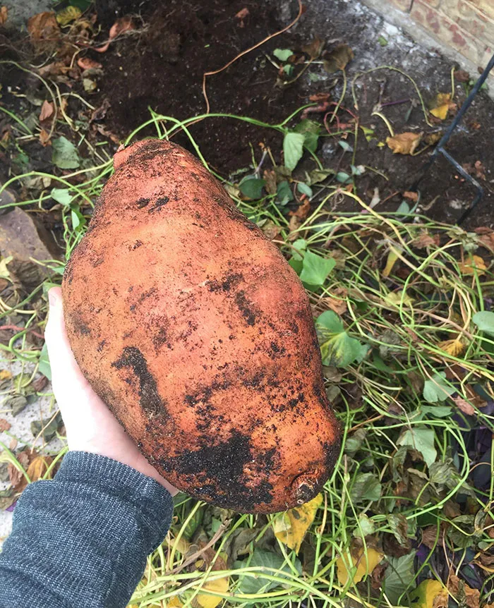 Mi padre ha encontrado este boniato enorme que estaba creciendo junto a nuestra casa