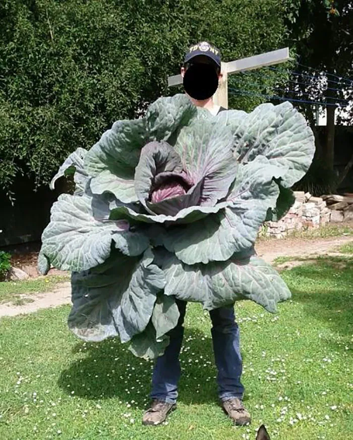 Mi amigo ha cultivado una col enorme en su jardín