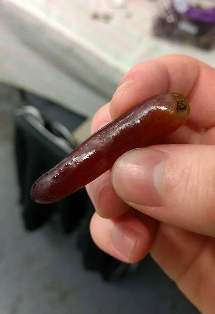 My Grape Is Long