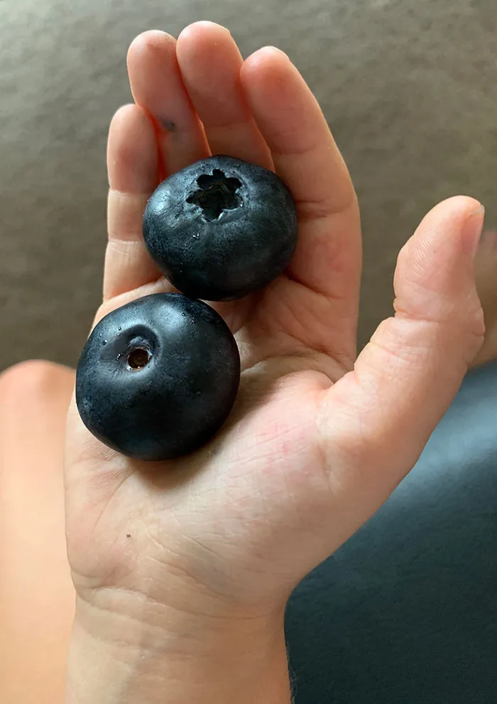 These Huge Blueberries I Found