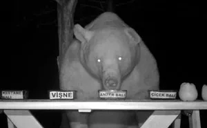 After Bears Kept Coming To This Man's Bee Farm To Steal Honey, He Decided To Turn Them Into Honey Tasters
