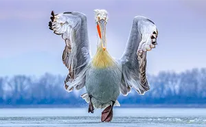 46 Best Bird Photos Of 2019 Have Been Announced, And They’re Amazing