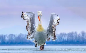 46 Best Bird Photos Of 2019 Have Been Announced, And They’re Amazing
