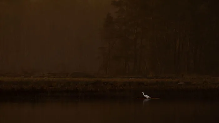 Hans Olsson - Birds In The Environment - Honorable Mention