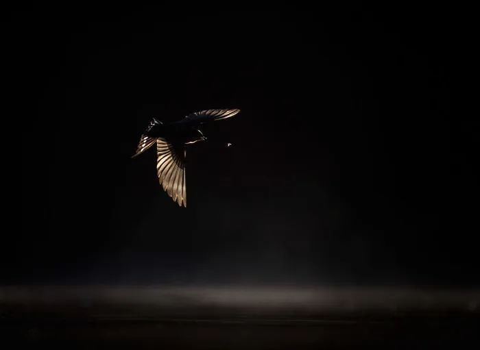 Georgina Steytler - Birds In Flight - Silver