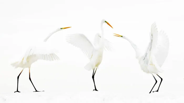 Bence Mate - Bird Behaviour - Honorable Mention
