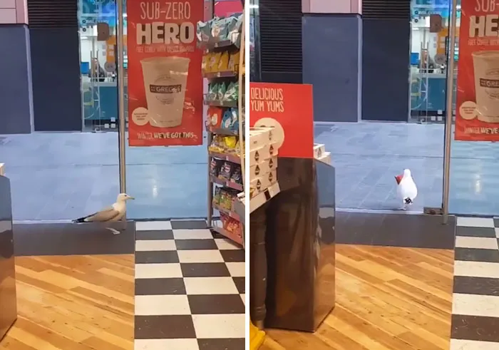 Gaviota ladrona