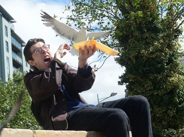 Seagull Attack