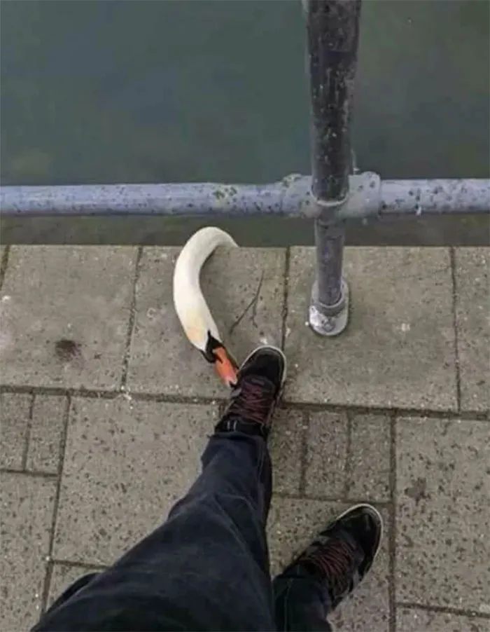 Cisne c*brón