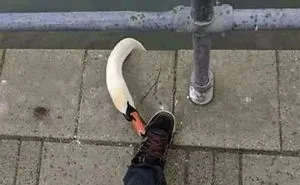 50 Times Birds Acted Like Such Jerks, People Had To Shame Them On The Internet