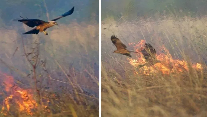The Australian Firehawks