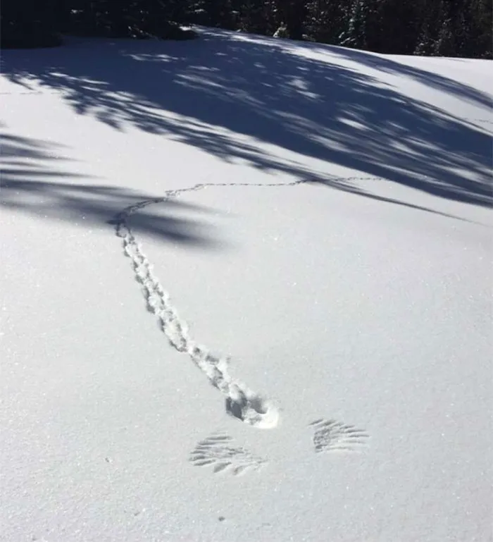 So.. Did The Bunny Grow Wings And Go To Heaven?