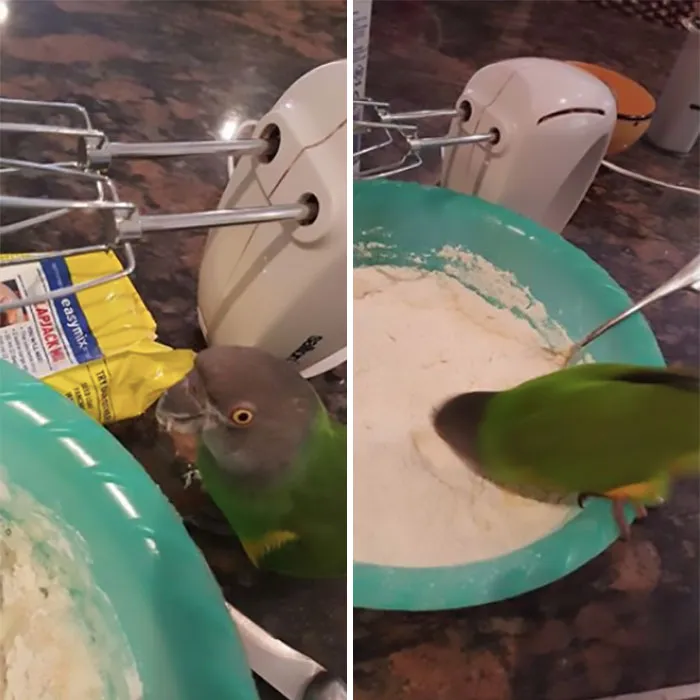"Is This Cake Batter?!" *dunks Entire Head In*
