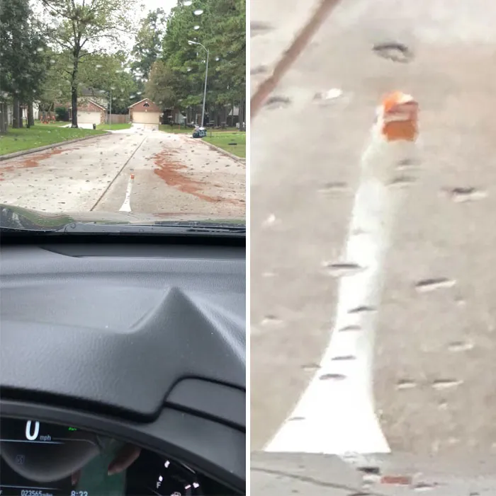 Ganso bloqueando la carretera