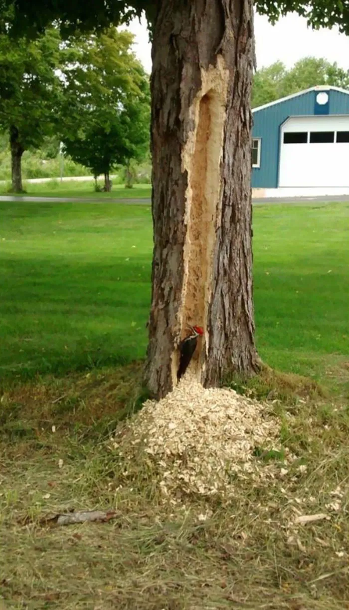 [Screw] This Tree In Particular