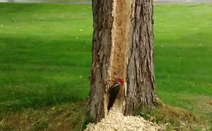 50 Times Birds Acted Like Such Jerks, People Had To Shame Them On The Internet