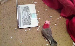 50 Times Birds Acted Like Such Jerks, People Had To Shame Them On The Internet