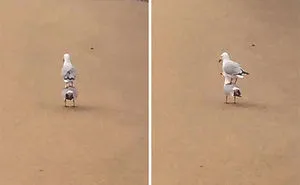 50 Times Birds Acted Like Such Jerks, People Had To Shame Them On The Internet