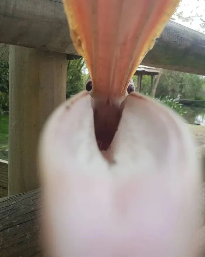 This Photo Of A Pelican Trying To Eat My Phone