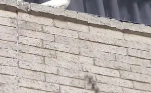 50 Times Birds Acted Like Such Jerks, People Had To Shame Them On The Internet