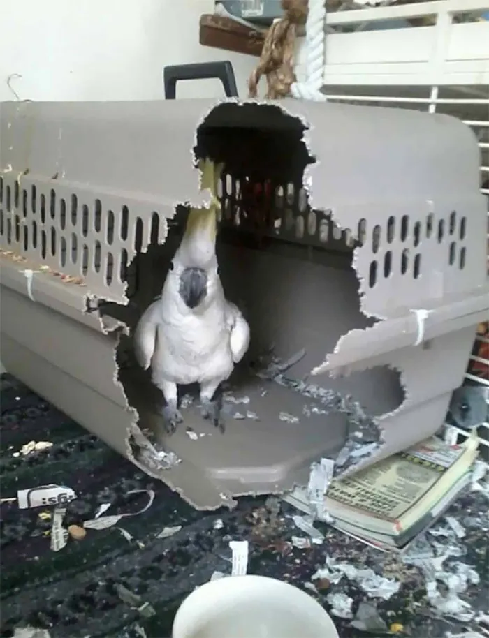Just Try To Frigging Cage Me Again