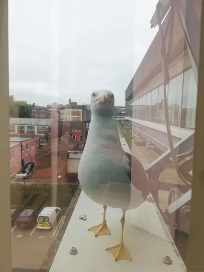 No hace más que picar en la ventana y gritarme mientras intento trabajar