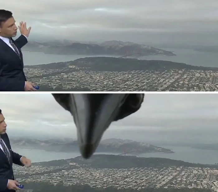 Pájaro fastidiando
