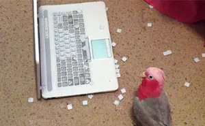 50 Times Birds Acted Like Such Jerks, People Had To Shame Them On The Internet