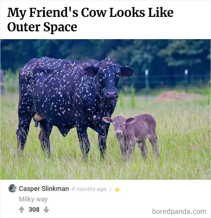 45 Funny Times The Comments Were Better Than Our Pictures